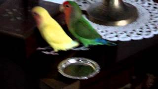 11 Lutino lovebird, Lola, likes throwing coasters