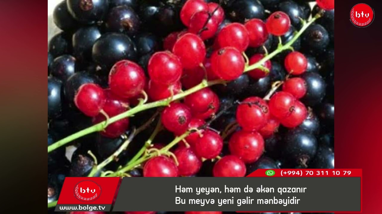 Həm yeyən, həm də əkən qazanır- Bu meyvə yeni gəlir mənbəyidir