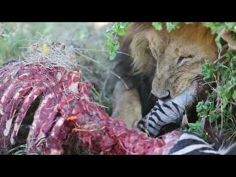 Das Wunder des Lebens