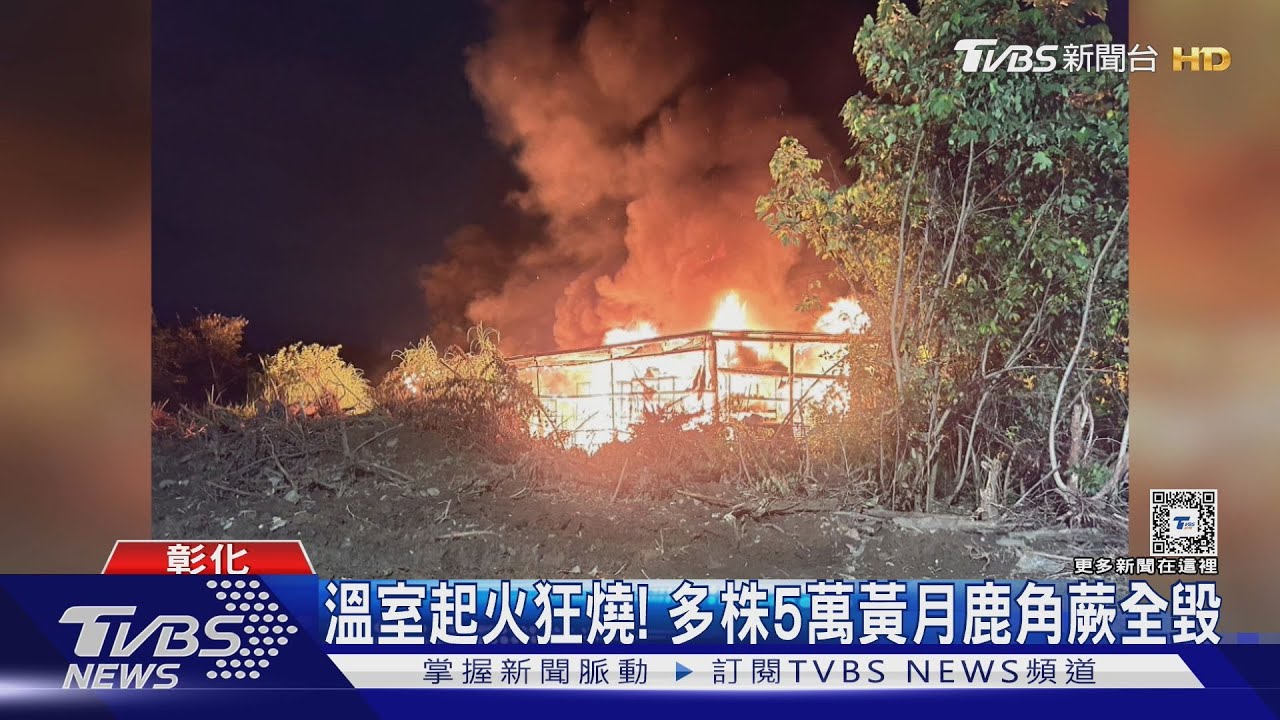 溫室起火狂燒！多株5萬黃月鹿角蕨全毀