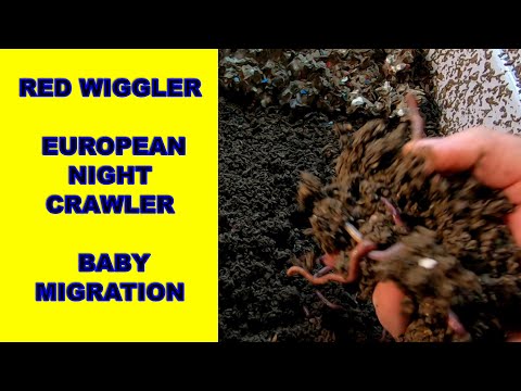 HORIZONTAL WORM MIGRATION