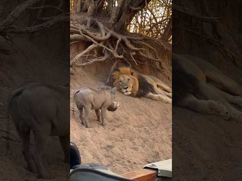 Boar Showers Dirt on Sleeping King Lion’s Mane & Bolts 😂
