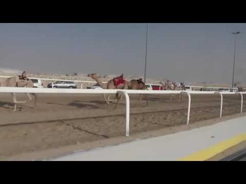 ش19 سباق الأصايل الصيفي – التأهيلي للمفاريد 21 5 2016