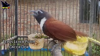 Download lagu Ampuh Memancing Bunyi Burung Tepus Leher Putih Gacor mp3 Download lagu Ampuh Memancing Bunyi Burung Tepus Leher Putih Gacor mp3