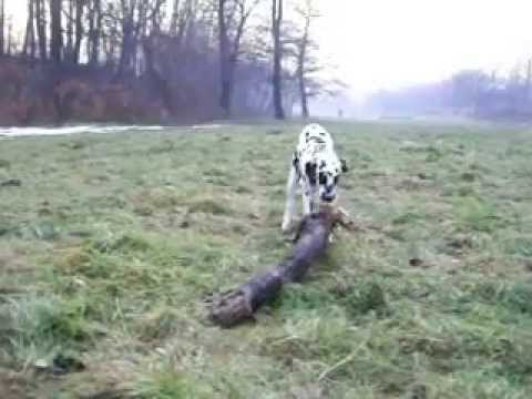 2011.01.09 Dolcetta Mia