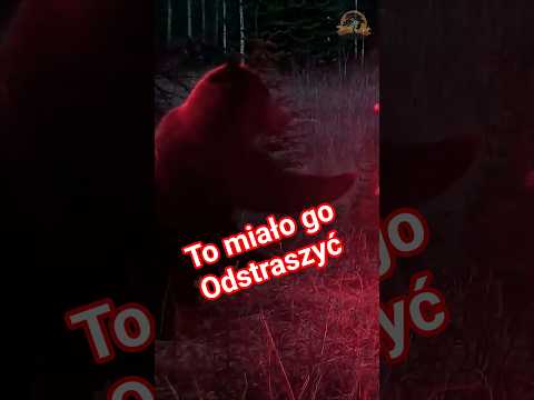 Mięso pod napięciem… Pułapka!? Niedźwiedź zrobił mały eksperyment 🐻⚡