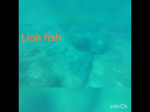 Lion fish aslan balığı Antalya Falezler Lara bölgesi
