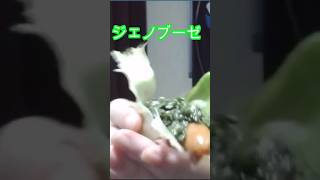 大葉が激ウマソースに！ジェノベーゼ風「ジェノブーゼ」