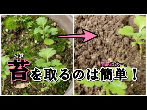 コチニールを完全に除去するにはどうすればよいでしょうか?効果的な6つの自然なヒント!  庭園