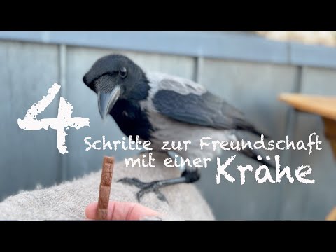 Wie Freunde Ich Mich Mit Einer Krähe An. In 4 Schritten.