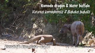 Komodo Ejderi sığırı canlı canlı yiyor