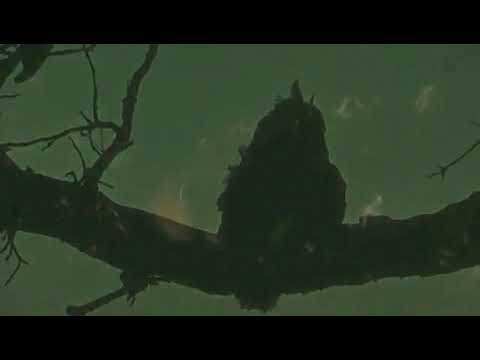 Foxtrails - Distance (official music video)