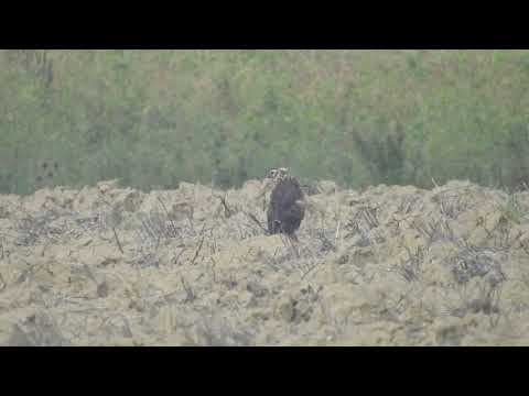 Albanella reale mobbata da Cornacchia grigia - hen harrier mobbed by hooded crow