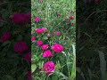 Italy Rose Pink Perte Shortvideo Beautiful Nature 2024