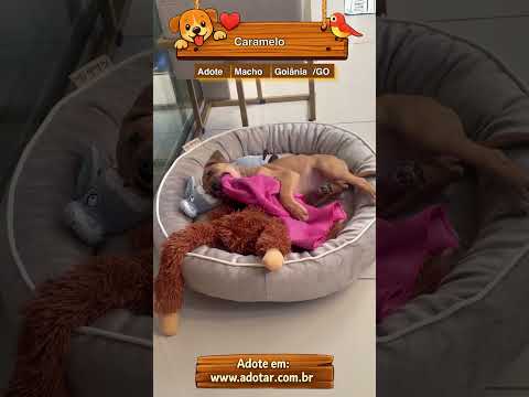 Vídeo de Caramelo 