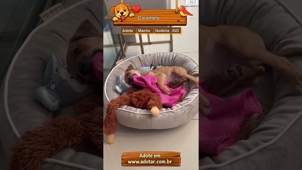 Cachorro raça SRD-ViraLata idade Abaixo de 2 meses nome Caramelo 