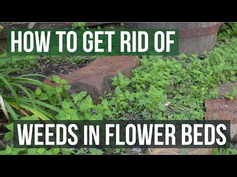 YouTube video about: How to stop weeds from growing in flower bed?