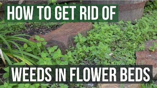 How to Get Rid of Weeds in Flower Beds (4 Easy Steps)