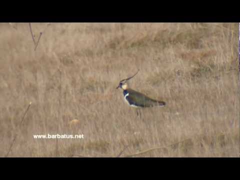 Avefria ( Vanellus vanellus ) Lapwing