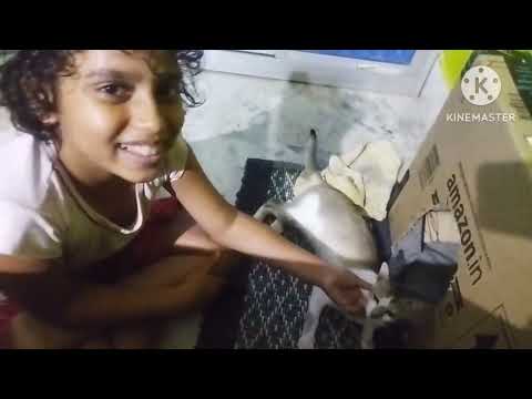 Kritika is playing with her kitten 🐈# fun 😊 time # subscribe my channel please #
