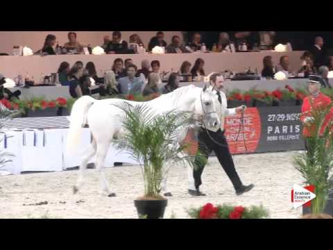 N.137 AMOROSO DE SALVADORA - Paris 2015 - 4+ year old Stallion (Class CM6 B)