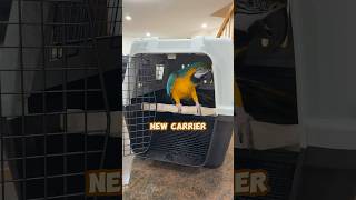 What's So Special About a Bird Carrier?