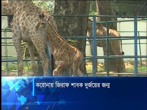 করোনা মহামারীতে জন্ম নিলো লাবণ্য আর রাজার ছেলে সন্তান দুর্জয় | ETV News