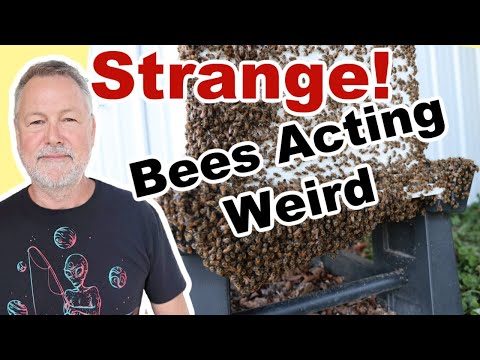 Beekeeping | Are You Seeing This Strange Behavior With Your Bees?