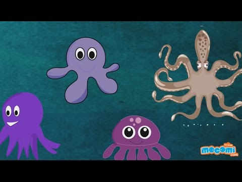 Octopus : Fun Fact Series EP14 | Mocomi Kids Video