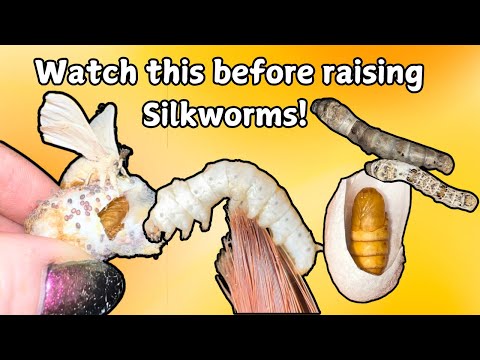 Ups & Downs of Raising Silkworm Moths (Full Lifecycle Bombyx Mori)