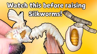 Ups & Downs of Raising Silkworm Moths (Full Lifecycle Bombyx Mori)