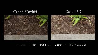 Canon 5dmkiii vs Canon 6d Video Test