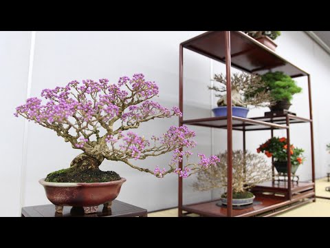 Shuga-ten Shohin Bonsai show