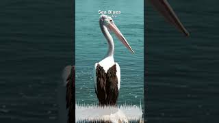 Miniature YouTube : Sea Blues | Musique Ambiante & Relaxation par Soochrys