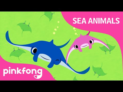 超級超級鰩魚 - 海洋動物之歌 - 粉紅楓兒童歌曲大全 (Super Duper Manta Ray | Sea Animals Song | Pinkfong Songs for Children)
