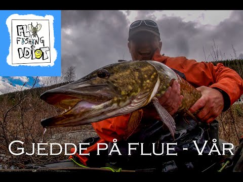 Fluefiske med Jørn: Gjedde på flue om våren