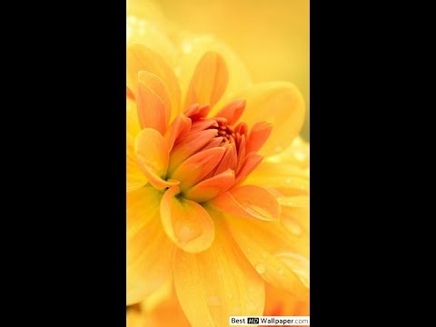 Arcturian symbols and some collectives who can not shift to New Earth