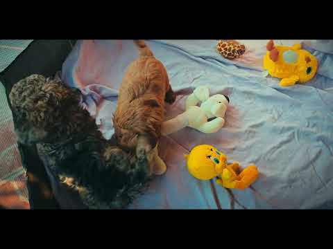 Cavapoo Welpe kaufen