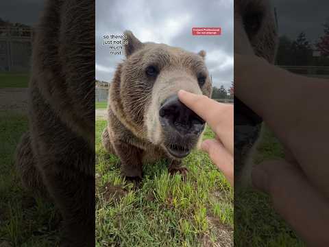 Why I don’t go in with the brown bears! #animals #coolanimals #dangerousanimals