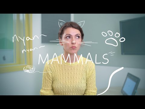 Weekly Russian Words with Katya - Mammals