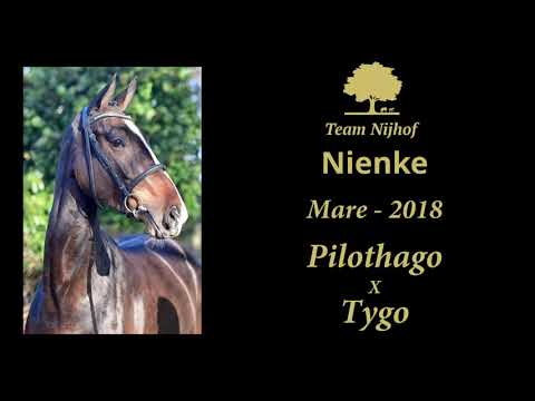 9. Nienke (Pilothago x Tygo)