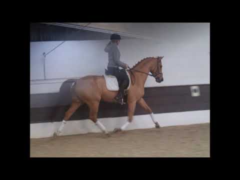 FAVIOLO 5j. v. Florissimo - Sandro Hit - Riccione  VB 7.800,- Euro