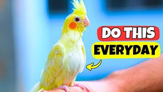 Download lagu If You Do These 10 Tiny Things, Your Cockatiel Feels Truly Loved π mp3 Download lagu If You Do These 10 Tiny Things, Your Cockatiel Feels Truly Loved π mp3