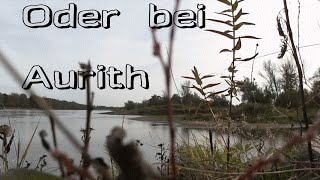 preview picture of video 'Die Oder bei Aurith (Urwüchsige Flusslandschaft)'