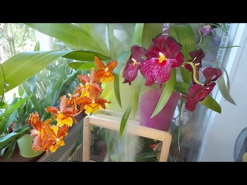 , title : 'De ce au nevoie orhideele de umiditate?! (vlog)'