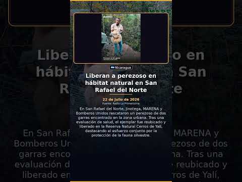 Liberan a perezoso en hábitat natural en San Rafael del Norte