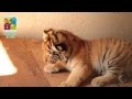 Zooticias | Tigres de Bengala trillizos en el Zoológico ...