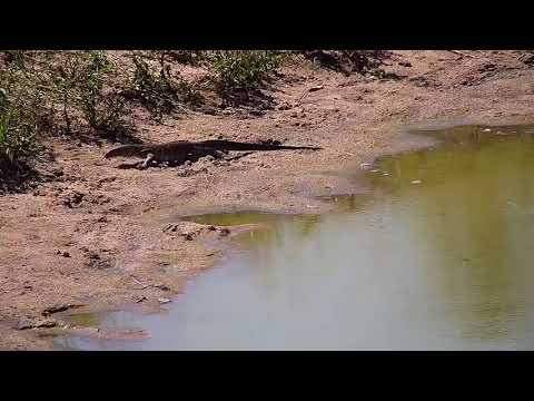 Djuma: Water Thick-knee and Water Monitor Lizard - 13:48 - 03/25/19