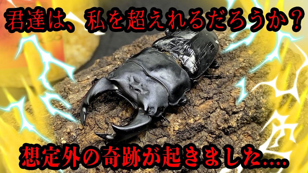 ヤバすぎる...習クワ...レイティングで異常な数値を叩き出したオオクワガタがこちらです....