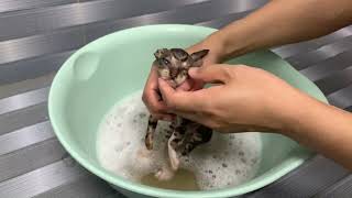 I didn't expect the rescued kitten to be so dirty; the first bath was quite a surprise.